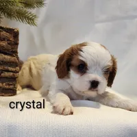 Chrystal, a female Cavalier King Charles Spaniel for sale in Willow Street, PA – Photo 1 of 5