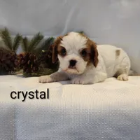 Chrystal, a female Cavalier King Charles Spaniel for sale in Willow Street, PA – Photo 3 of 5