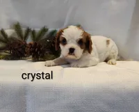 Chrystal, a female Cavalier King Charles Spaniel for sale in Willow Street, PA – Photo 3 of 5