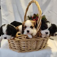 Chrystal, a female Cavalier King Charles Spaniel for sale in Willow Street, PA – Photo 4 of 5