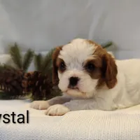 Chrystal, a female Cavalier King Charles Spaniel for sale in Willow Street, PA – Photo 2 of 5