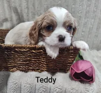 Teddy, a male Cavalier King Charles Spaniel for sale in Willow Street, PA – Photo 7 of 7