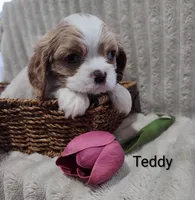 Teddy, a male Cavalier King Charles Spaniel for sale in Willow Street, PA – Photo 6 of 7