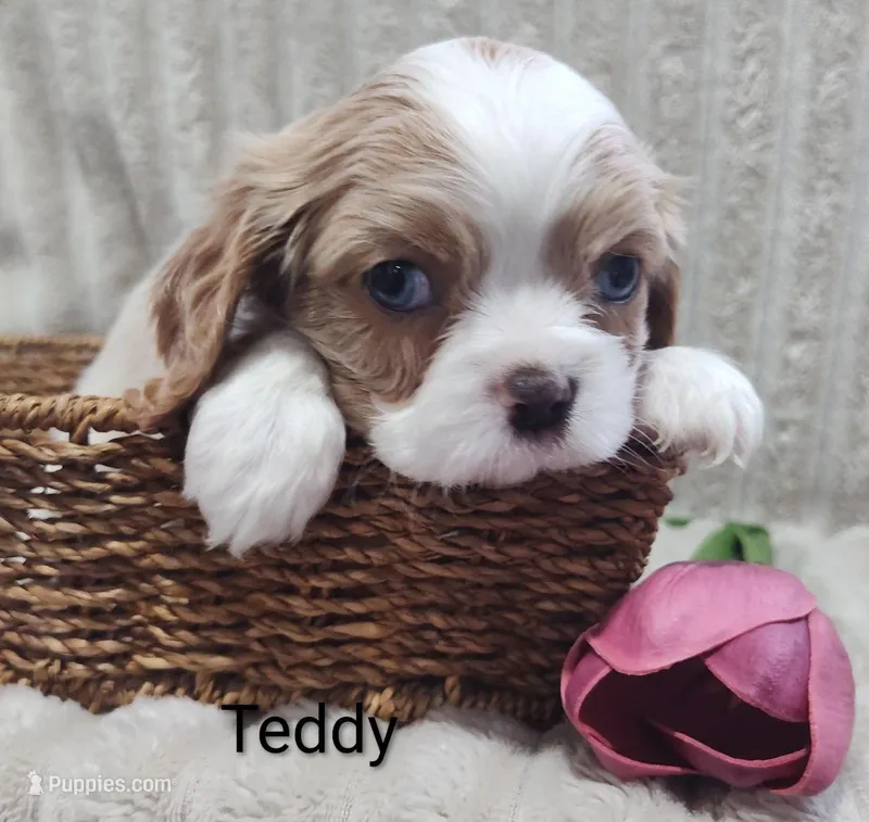 Teddy