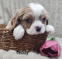 Teddy, a male Cavalier King Charles Spaniel for sale in Willow Street, PA – Photo 1 of 7