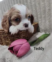 Teddy, a male Cavalier King Charles Spaniel for sale in Willow Street, PA – Photo 5 of 7