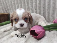 Teddy, a male Cavalier King Charles Spaniel for sale in Willow Street, PA – Photo 2 of 7