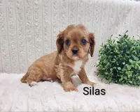 Silas, a male Cavalier King Charles Spaniel for sale in Willow Street, PA – Photo 3 of 6