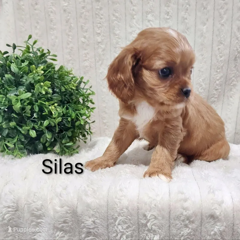 Silas
