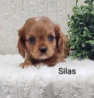 Silas, a male Cavalier King Charles Spaniel for sale in Willow Street, PA – Photo 5 of 6