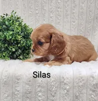 Silas, a male Cavalier King Charles Spaniel for sale in Willow Street, PA – Photo 2 of 6
