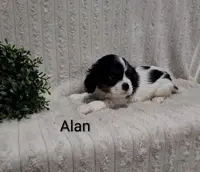 Alen, a male Cavalier King Charles Spaniel for sale in Willow Street, PA – Photo 1 of 2