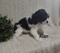 Alen, a male Cavalier King Charles Spaniel for sale in Willow Street, PA – Photo 2 of 2