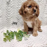 Jay, a male Cavalier King Charles Spaniel for sale in Willow Street, PA – Photo 1 of 5