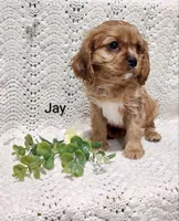 Jay, a male Cavalier King Charles Spaniel for sale in Willow Street, PA – Photo 1 of 5