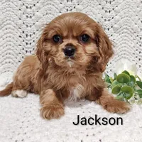 Jackson , a male Cavalier King Charles Spaniel for sale in Willow Street, PA – Photo 6 of 7
