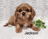 Jackson , a male Cavalier King Charles Spaniel for sale in Willow Street, PA – Photo 6 of 7