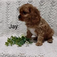 Jay, a male Cavalier King Charles Spaniel for sale in Willow Street, PA – Photo 2 of 5
