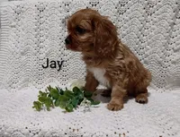 Jay, a male Cavalier King Charles Spaniel for sale in Willow Street, PA – Photo 2 of 5