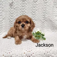 Jackson , a male Cavalier King Charles Spaniel for sale in Willow Street, PA – Photo 1 of 7