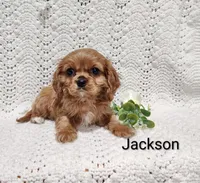 Jackson , a male Cavalier King Charles Spaniel for sale in Willow Street, PA – Photo 1 of 7