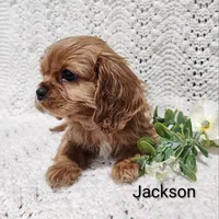 Jackson , a male Cavalier King Charles Spaniel for sale in Willow Street, PA – Photo 3 of 7