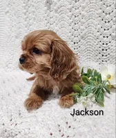 Jackson , a male Cavalier King Charles Spaniel for sale in Willow Street, PA – Photo 3 of 7