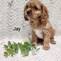 Jay, a male Cavalier King Charles Spaniel for sale in Willow Street, PA – Photo 5 of 5