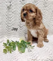 Jay, a male Cavalier King Charles Spaniel for sale in Willow Street, PA – Photo 5 of 5