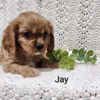 Jay, a male Cavalier King Charles Spaniel for sale in Willow Street, PA – Photo 3 of 5