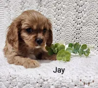 Jay, a male Cavalier King Charles Spaniel for sale in Willow Street, PA – Photo 3 of 5