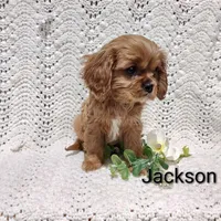 Jackson , a male Cavalier King Charles Spaniel for sale in Willow Street, PA – Photo 7 of 7