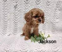 Jackson , a male Cavalier King Charles Spaniel for sale in Willow Street, PA – Photo 7 of 7