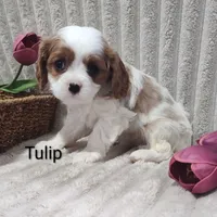 Tulip , a male Cavalier King Charles Spaniel for sale in Willow Street, PA – Photo 10 of 10