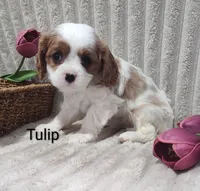 Tulip , a male Cavalier King Charles Spaniel for sale in Willow Street, PA – Photo 10 of 10