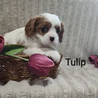 Tulip , a male Cavalier King Charles Spaniel for sale in Willow Street, PA – Photo 4 of 10