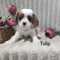Tulip , a male Cavalier King Charles Spaniel for sale in Willow Street, PA – Photo 9 of 10
