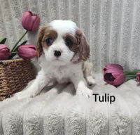 Tulip , a male Cavalier King Charles Spaniel for sale in Willow Street, PA – Photo 9 of 10