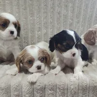 Tulip , a male Cavalier King Charles Spaniel for sale in Willow Street, PA – Photo 7 of 10