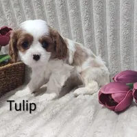 Tulip , a male Cavalier King Charles Spaniel for sale in Willow Street, PA – Photo 2 of 10