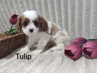 Tulip , a male Cavalier King Charles Spaniel for sale in Willow Street, PA – Photo 2 of 10