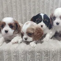 Tulip , a male Cavalier King Charles Spaniel for sale in Willow Street, PA – Photo 6 of 10