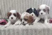 Tulip , a male Cavalier King Charles Spaniel for sale in Willow Street, PA – Photo 6 of 10