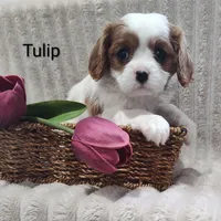 Tulip , a male Cavalier King Charles Spaniel for sale in Willow Street, PA – Photo 8 of 10