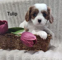 Tulip , a male Cavalier King Charles Spaniel for sale in Willow Street, PA – Photo 8 of 10