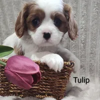 Tulip , a male Cavalier King Charles Spaniel for sale in Willow Street, PA – Photo 1 of 10