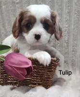 Tulip , a male Cavalier King Charles Spaniel for sale in Willow Street, PA – Photo 1 of 10