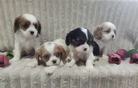 Tulip , a male Cavalier King Charles Spaniel for sale in Willow Street, PA – Photo 5 of 10