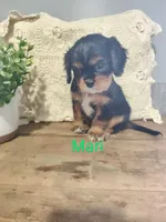 Mari, a female Cavalier King Charles Spaniel for sale in Willow Street, PA – Photo 1 of 6