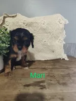 Mari, a female Cavalier King Charles Spaniel for sale in Willow Street, PA – Photo 3 of 6